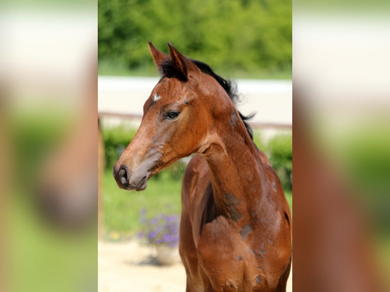 Hanoverian Stallion Foal (04/2025) Bay-Dark in Wingst