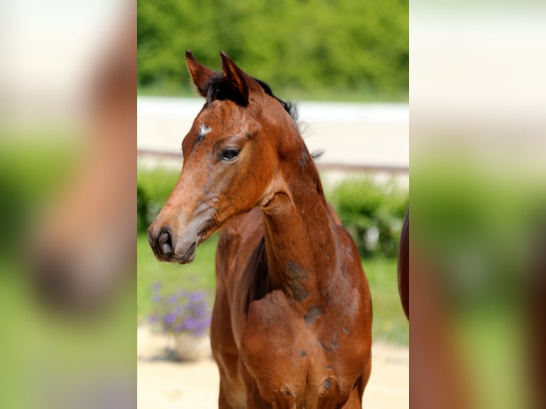 Hanoverian Stallion Foal (04/2025) Bay-Dark in Wingst