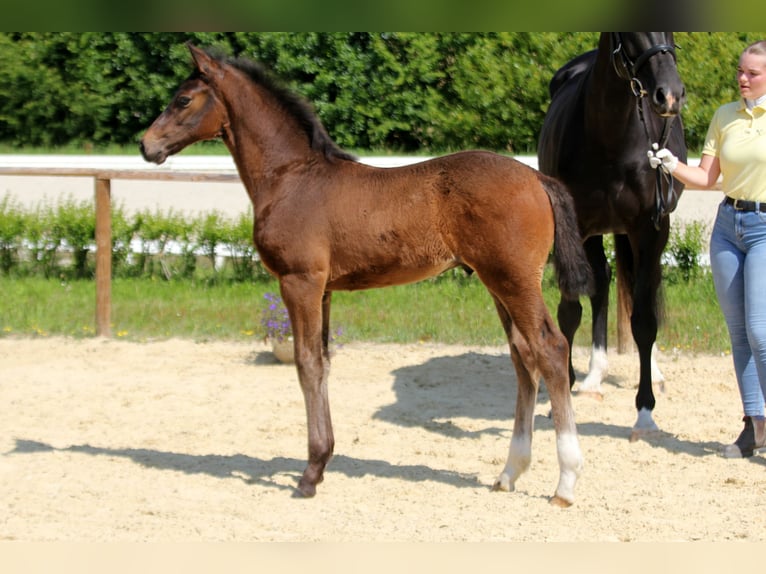 Hanoverian Stallion Foal (04/2025) Bay-Dark in Wingst