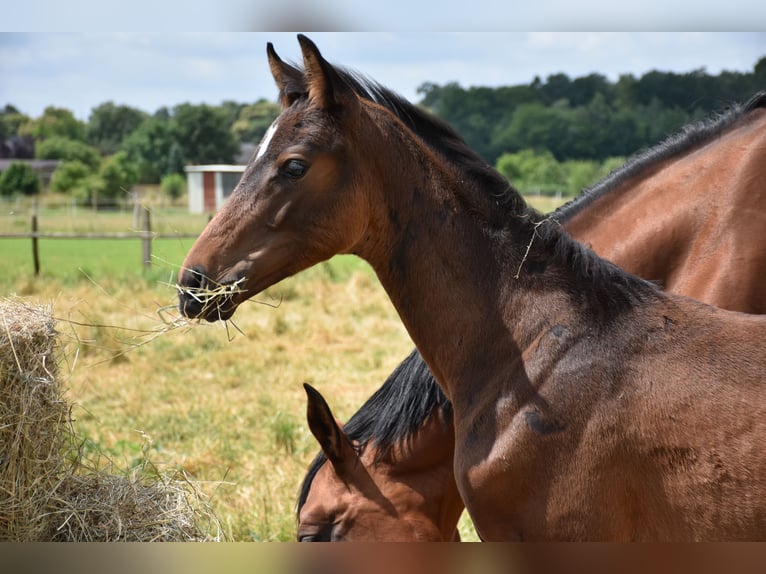 Hanoverian Stallion  Bay-Dark in Wolfsburg