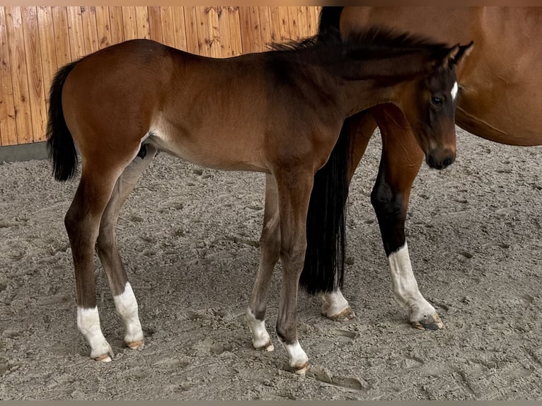 Hanoverian Stallion  Bay-Dark in Wolfsburg
