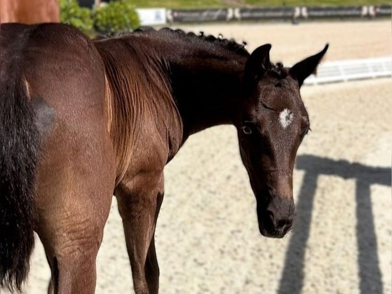 Hanoverian Stallion  Bay-Dark in Nuthe-Urstromtal