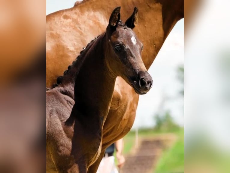 Hanoverian Stallion  Bay-Dark in Nuthe-Urstromtal