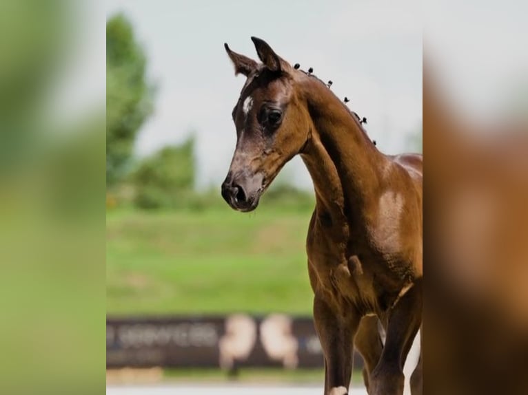Hanoverian Stallion  Bay-Dark in Nuthe-Urstromtal