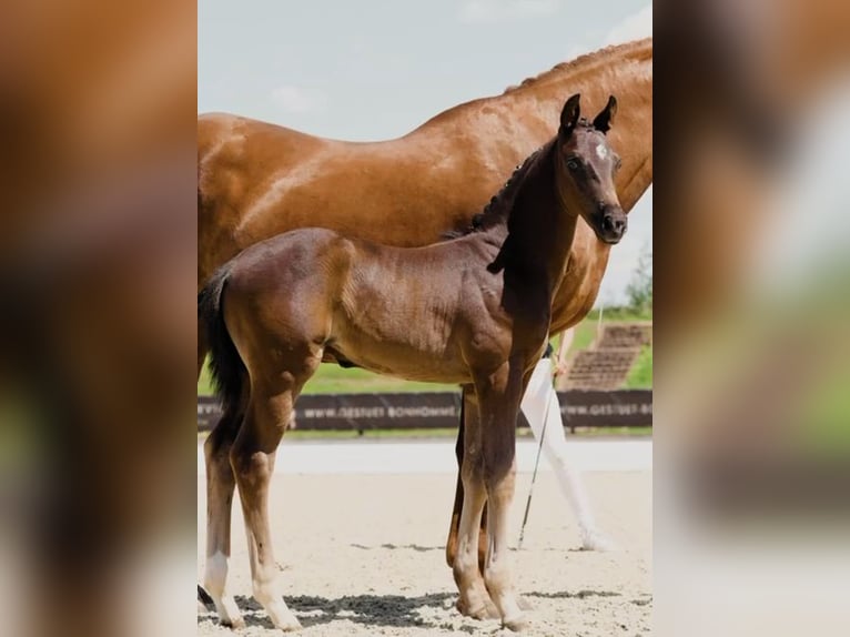 Hanoverian Stallion  Bay-Dark in Nuthe-Urstromtal