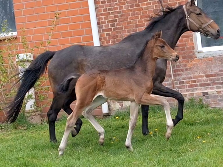 Hanoverian Stallion  Bay-Dark in Wurster Nordseeküste