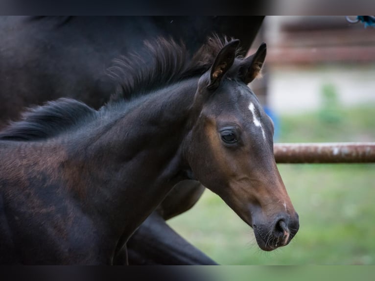 Hanoverian Stallion Foal (05/2025) Bay-Dark in Zobbenitz