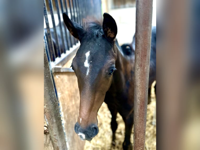 Hanoverian Stallion Foal (05/2025) Bay-Dark in Zobbenitz