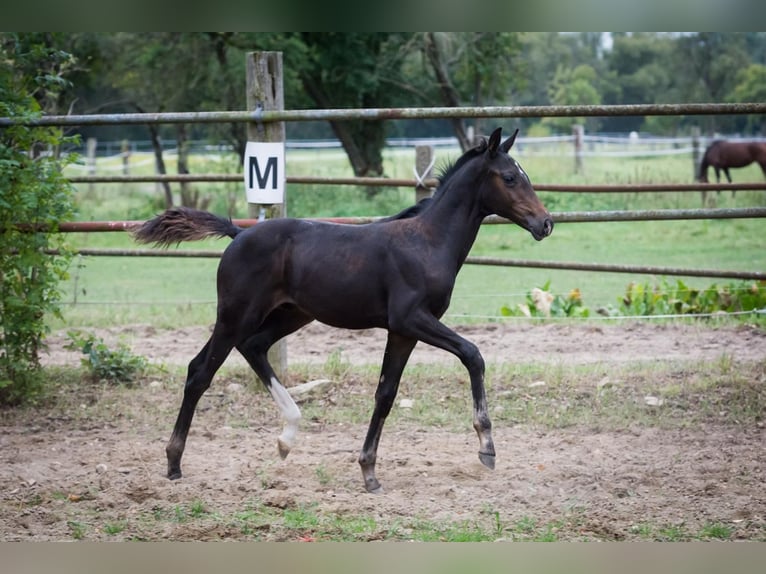 Hanoverian Stallion Foal (05/2025) Bay-Dark in Zobbenitz