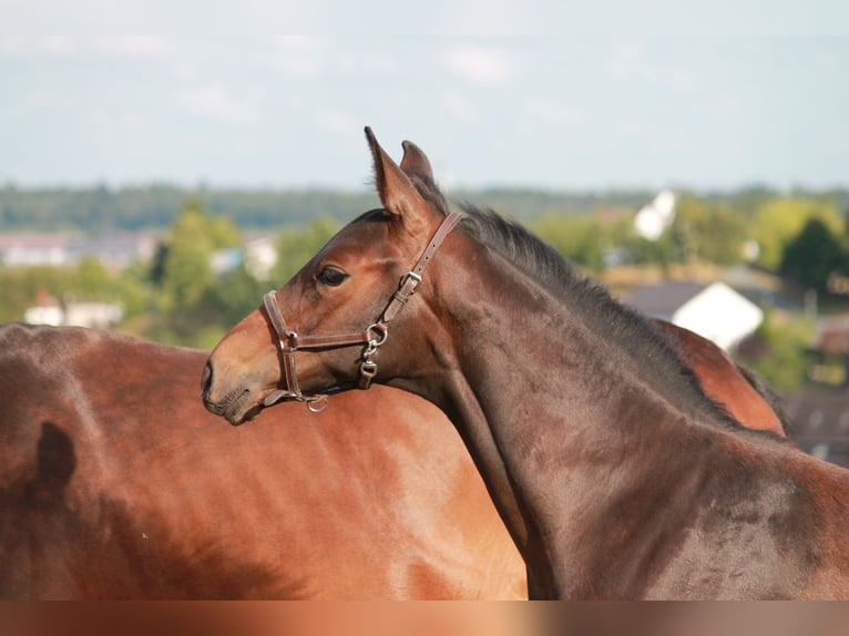 Hanoverian Stallion Foal (04/2025) Bay-Dark in Bromskirchen