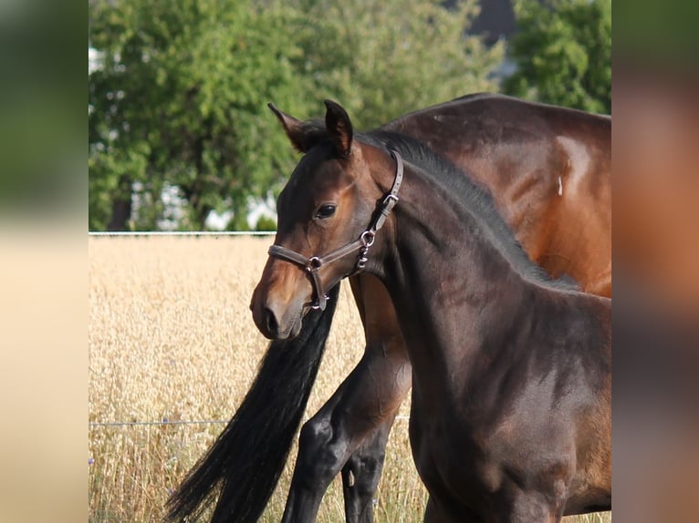 Hanoverian Stallion Foal (04/2025) Bay-Dark in Bromskirchen