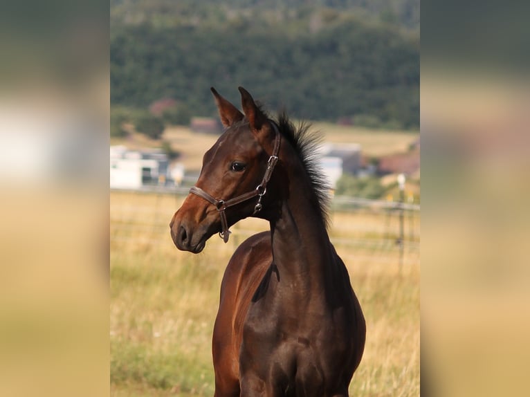 Hanoverian Stallion Foal (04/2025) Bay-Dark in Bromskirchen