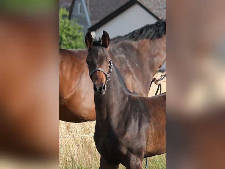 Hanoverian Stallion Foal (04/2025) Bay-Dark in Bromskirchen