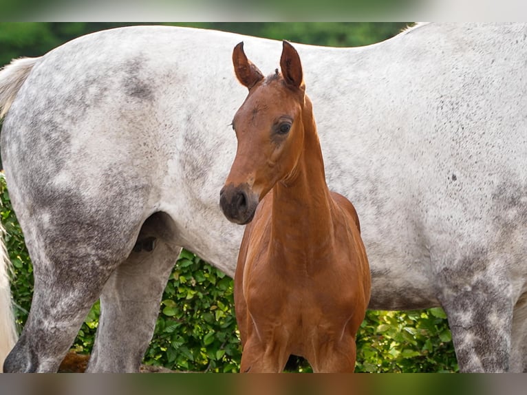 Hanoverian Stallion  Bay-Dark in Celle