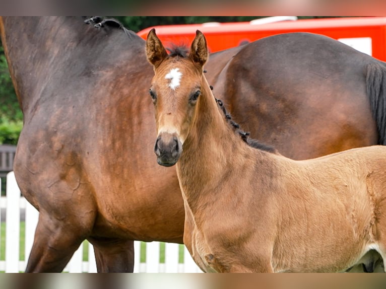Hanoverian Stallion  Bay-Dark in Celle