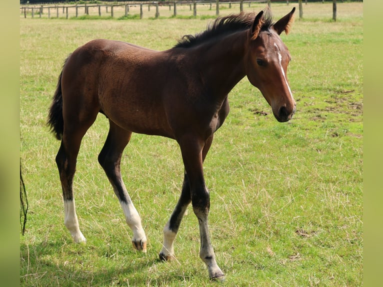 Hanoverian Stallion Foal (05/2025) Bay-Dark in Stadthagen