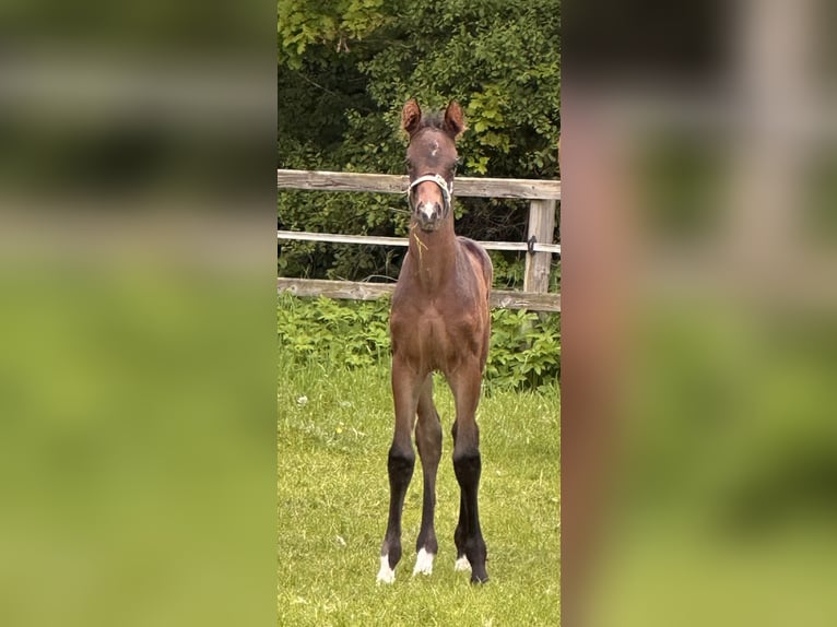 Hanoverian Stallion Foal (05/2026) Bay-Dark in Hamburg
