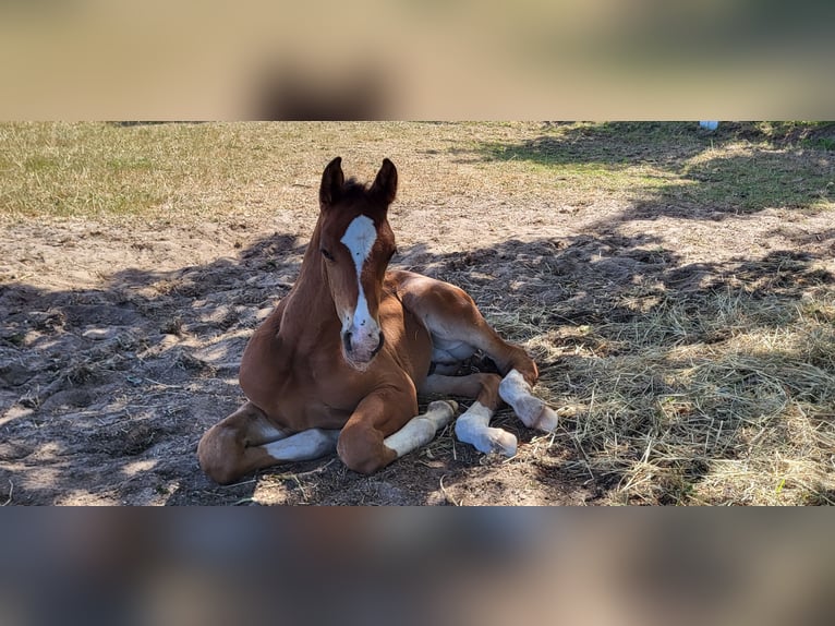 Hanoverian Stallion Foal (07/2026) Bay-Dark in Heede