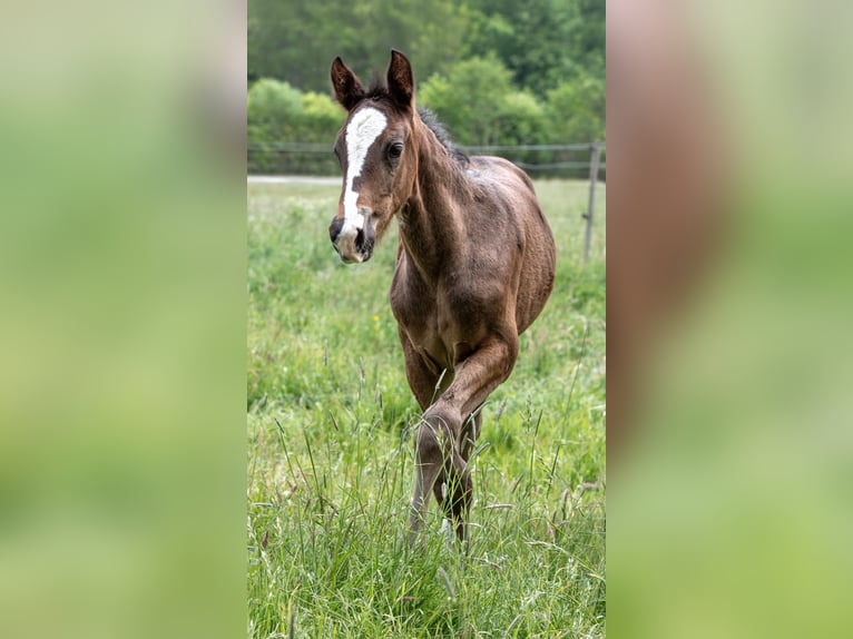 Hanoverian Stallion  Bay-Dark in Wahrenholz