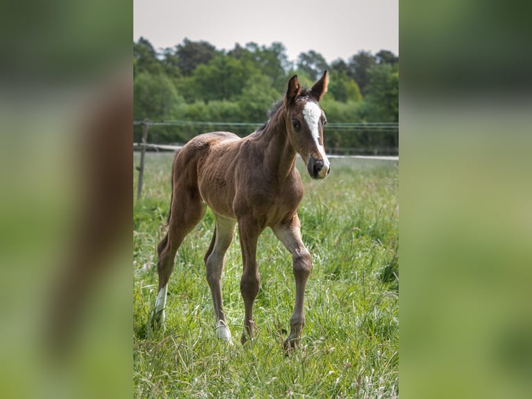 Hanoverian Stallion  Bay-Dark in Wahrenholz