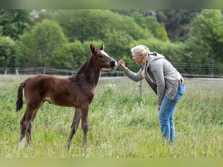 Hanoverian Stallion  Bay-Dark in Wahrenholz