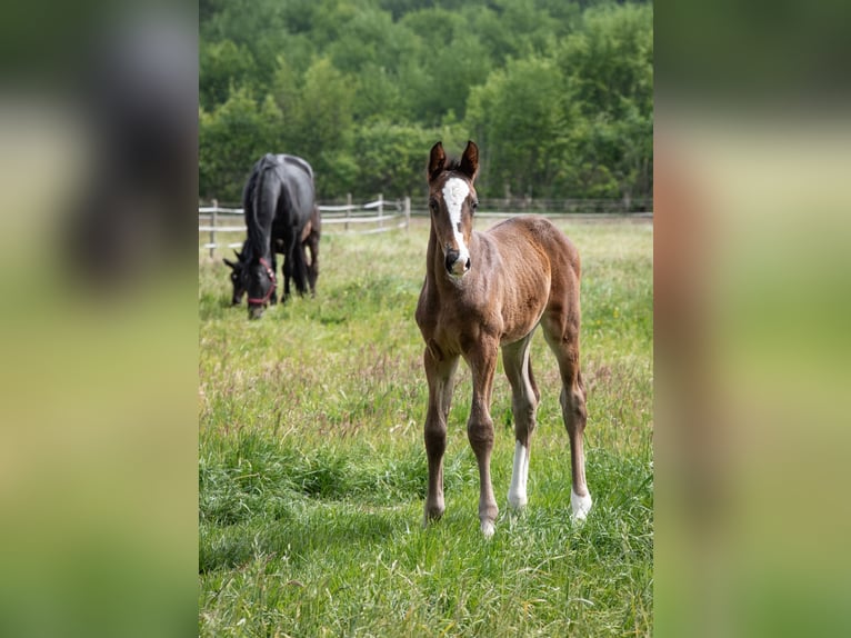 Hanoverian Stallion  Bay-Dark in Wahrenholz