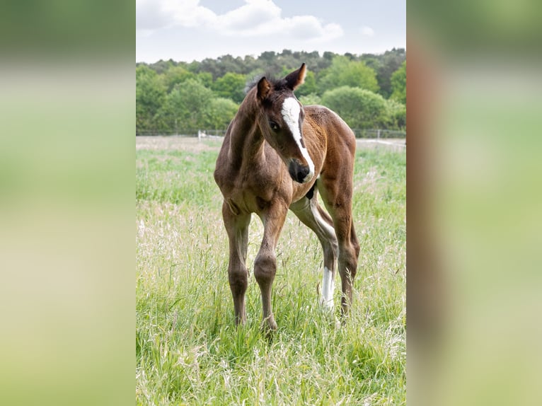 Hanoverian Stallion  Bay-Dark in Wahrenholz
