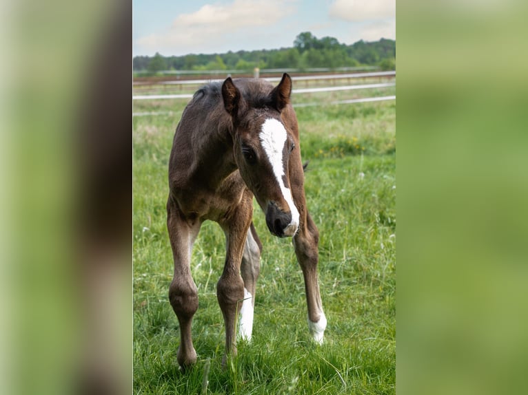 Hanoverian Stallion  Bay-Dark in Wahrenholz