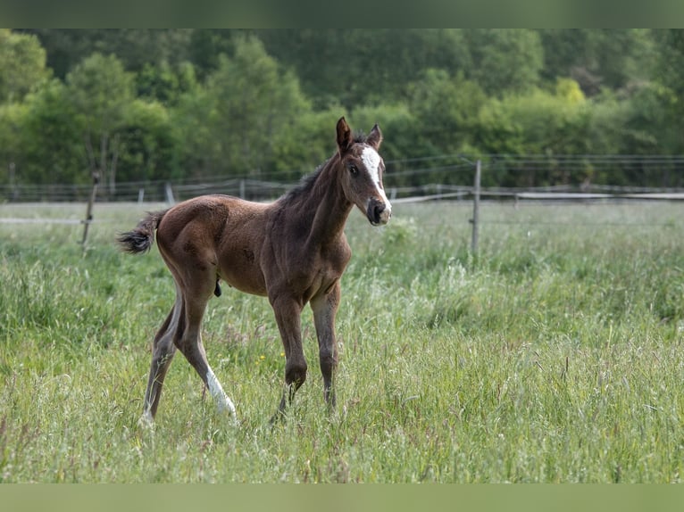 Hanoverian Stallion  Bay-Dark in Wahrenholz