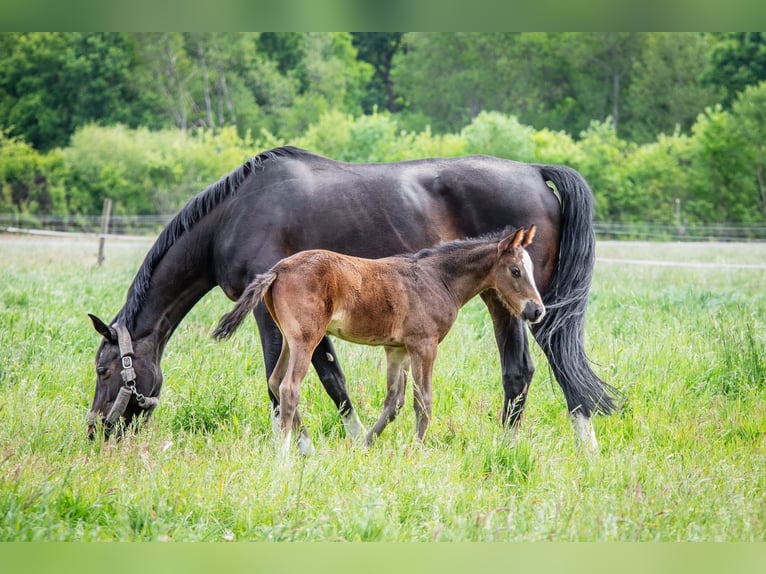 Hanoverian Stallion  Bay-Dark in Wahrenholz