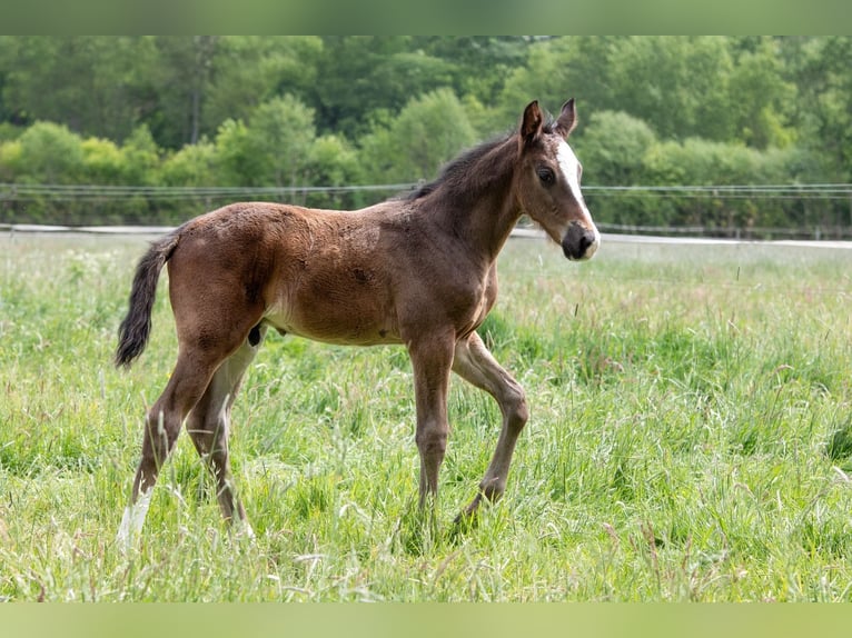 Hanoverian Stallion  Bay-Dark in Wahrenholz