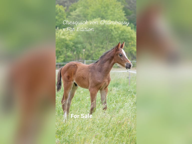 Hanoverian Stallion  Bay-Dark in Wahrenholz