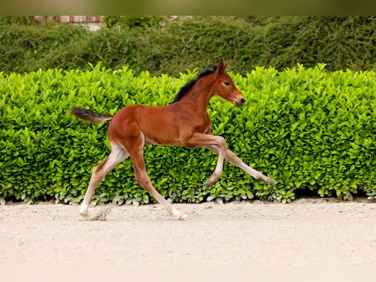Hanoverian Stallion Foal (05/2025) Bay-Dark in Lembruch