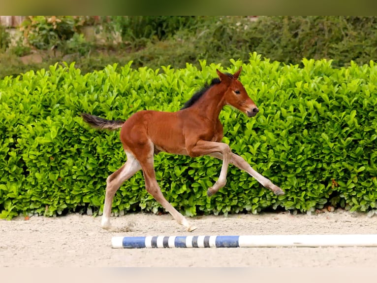 Hanoverian Stallion Foal (05/2025) Bay-Dark in Lembruch