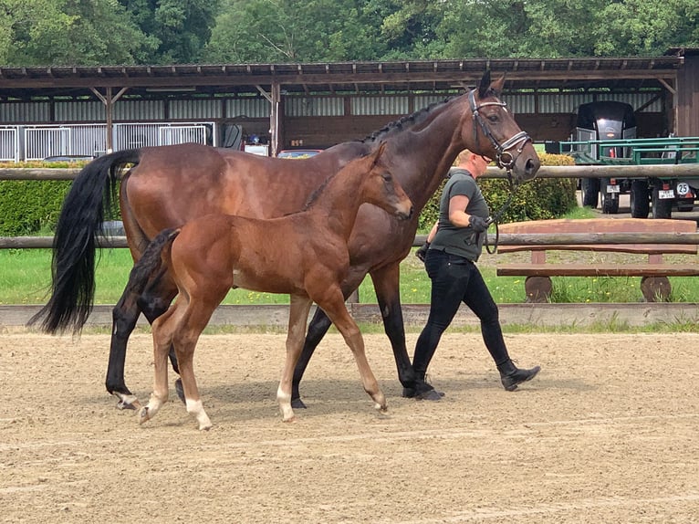 Hanoverian Stallion Foal (06/2024) Bay-Dark in Oyten-Sagehorn