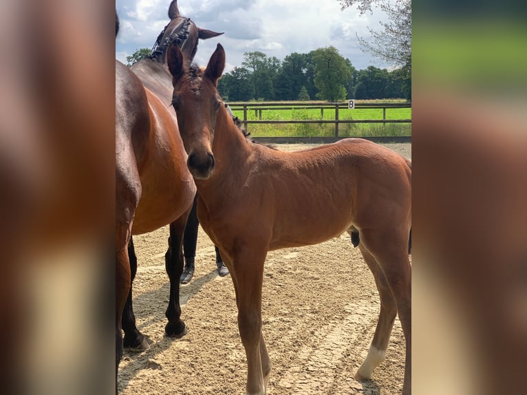 Hanoverian Stallion Foal (06/2024) Bay-Dark in Oyten-Sagehorn