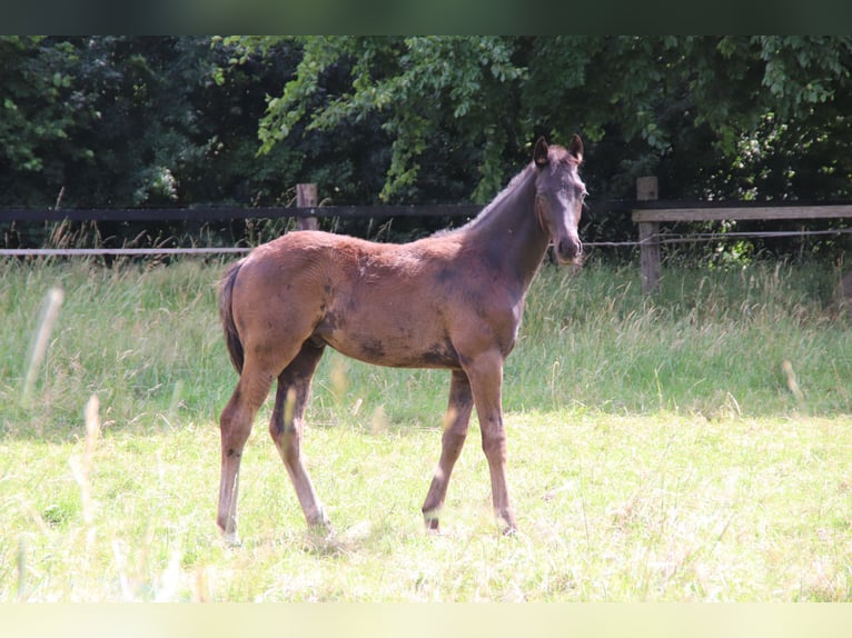 Hanoverian Stallion  Black in Bad Bederkesa