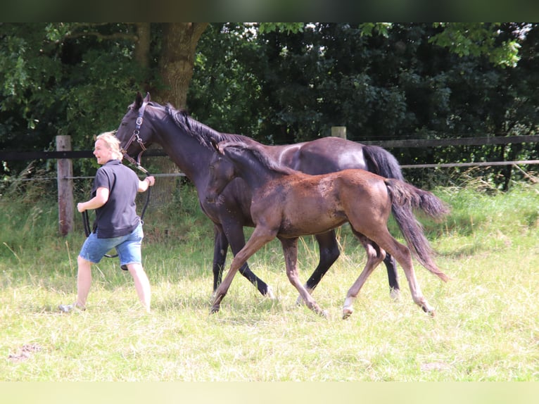 Hanoverian Stallion  Black in Bad Bederkesa