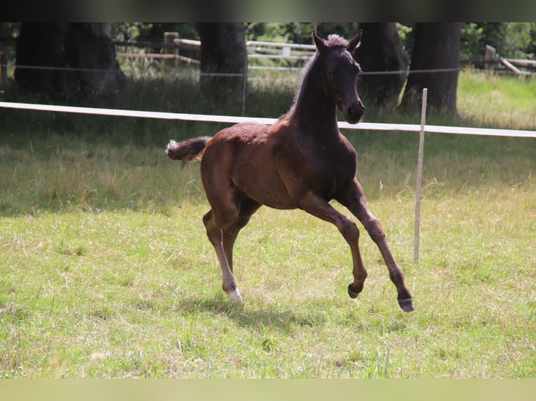 Hanoverian Stallion  Black in Bad Bederkesa