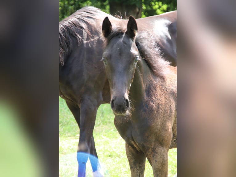 Hanoverian Stallion  Black in Bad Bederkesa