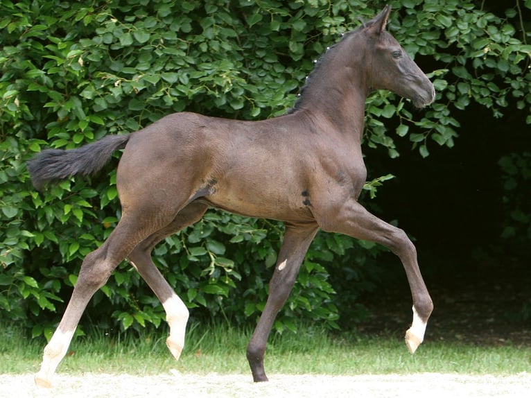 Hanoverian Stallion Foal (06/2024) Black in Bad Bevensen