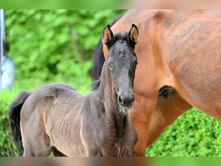 Hanoverian Stallion Black in Bad Bevensen Hanoverian Stallion Black in Bad Bevensen