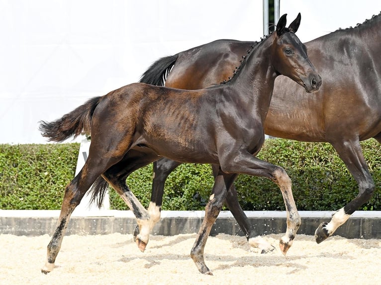 Hanoverian Stallion Foal (04/2025) Black in Bad Bevensen