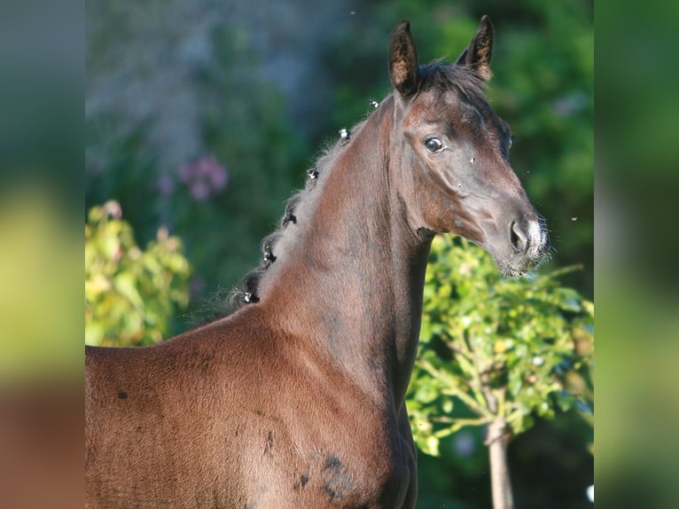 Hanoverian Stallion Foal (06/2024) Black in Bad Bevensen