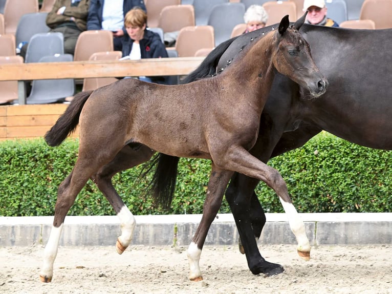 Hanoverian Stallion Foal (05/2024) Black in Bad Bevensen