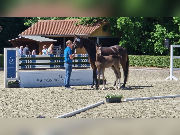 Hanoverian Stallion Foal (01/2026) Black in Blender