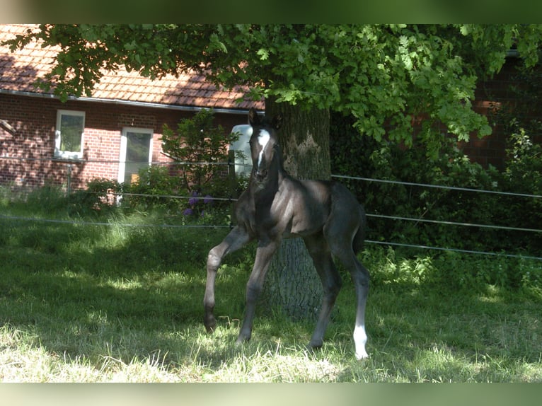 Hanoverian Stallion Foal (05/2024) Black in Raddestorf