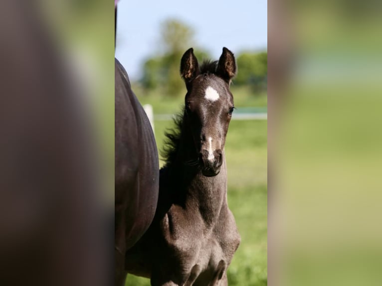 Hanoverian Stallion  Black in Vechta