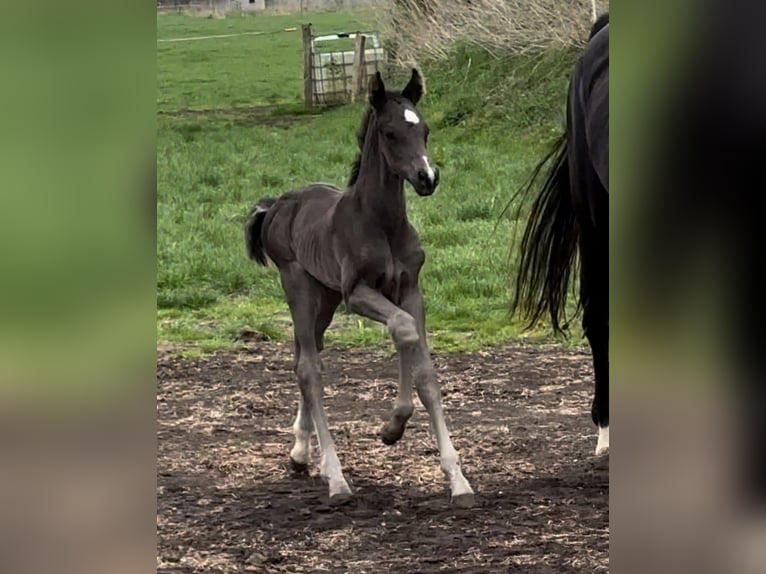 Hanoverian Stallion  Black in Vechta