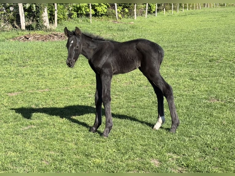 Hanoverian Stallion Foal (04/2026) Black in Bröckel